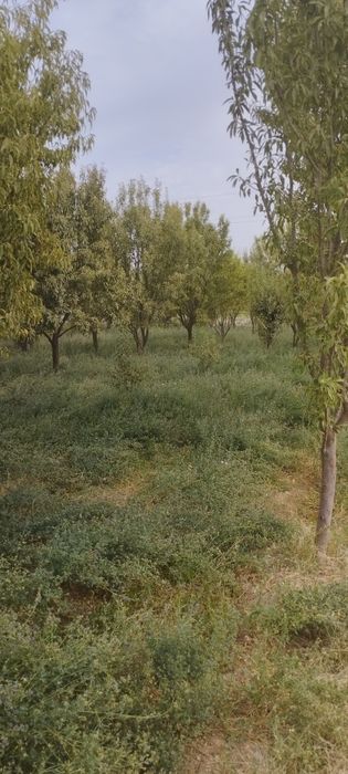 Surxondaryo viloyati Termiz tumani