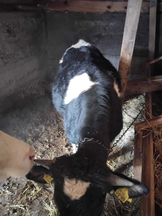 De vanzare 2 taurasi