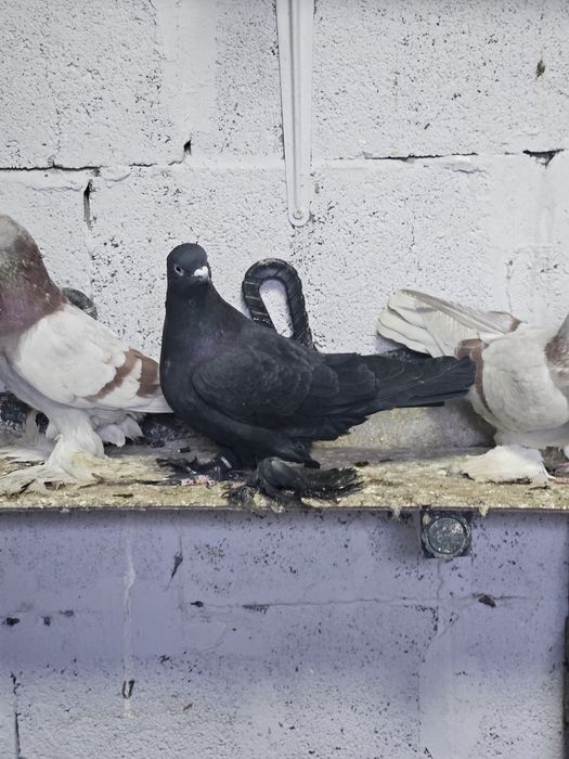 Продам срочно голубей!