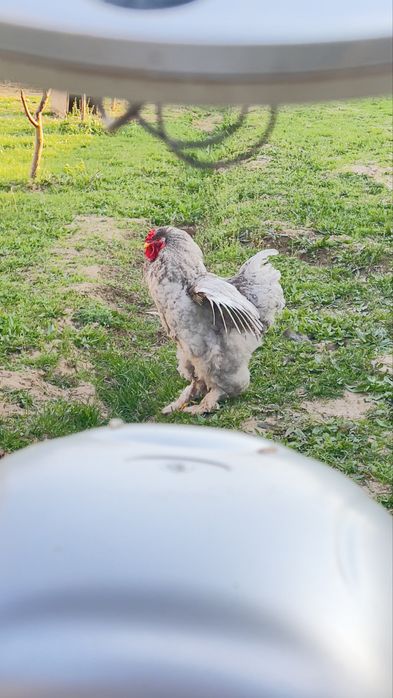 Брама изабелла 15000тг