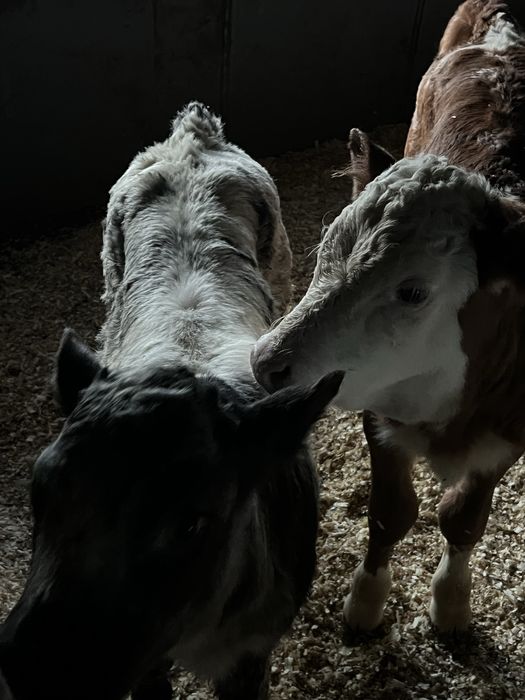 Vand doua vitele si un vitel