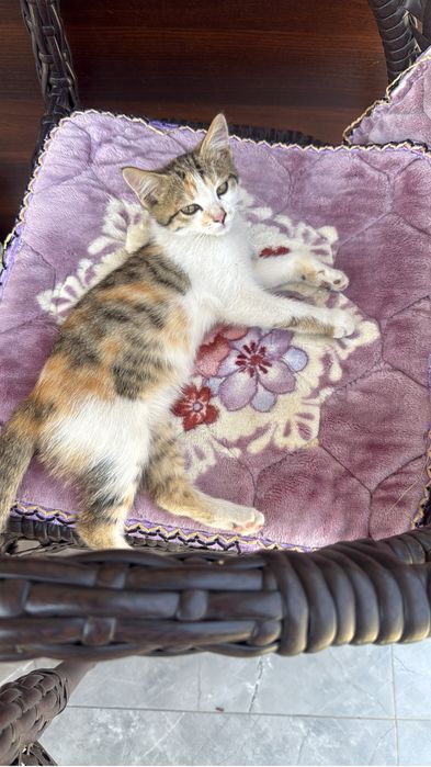 Отдам котенка в добрые руки