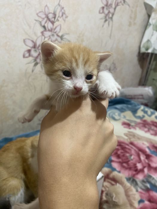 Отдам котят даром