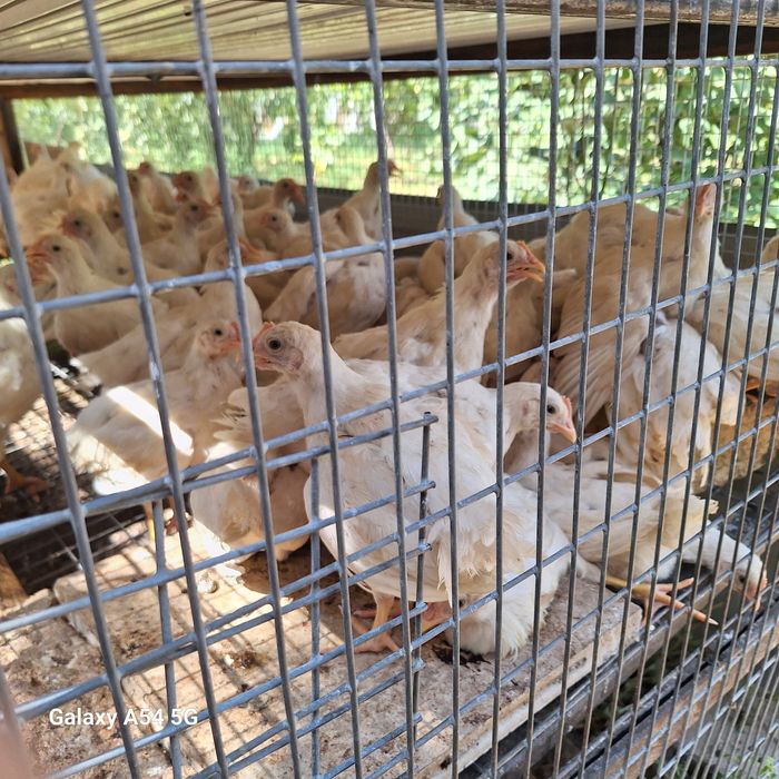 Xanlayn jojalar sotiladi xoroz va tovuq jojalari 40 kunlik .