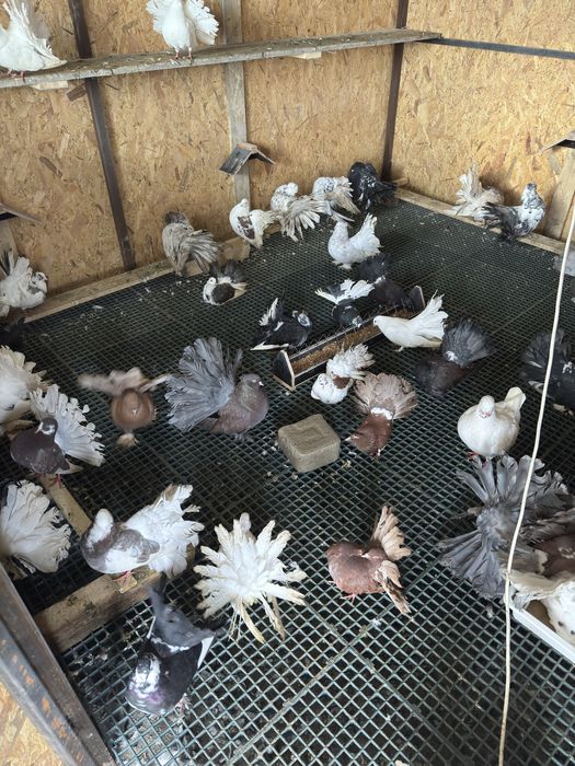 Porumbei voltati/indieni