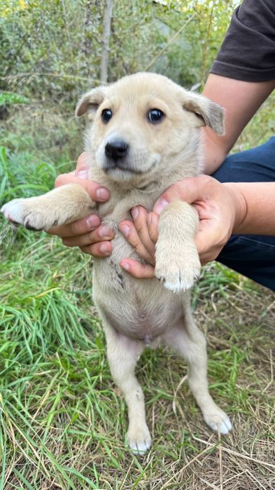 Отдам щенка в добрые руки