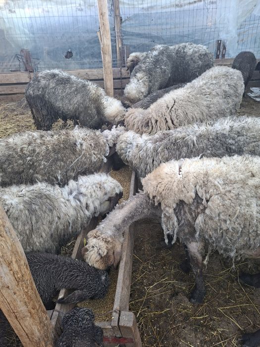 Vand OI carabase tinere fără miei