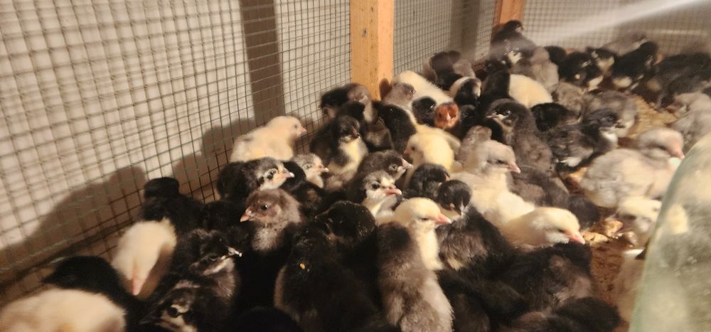 AVSTRALORP VA SENDI ZOTI Qoshilgan JOJALAR Gibrid Австрлалорп ва сенди