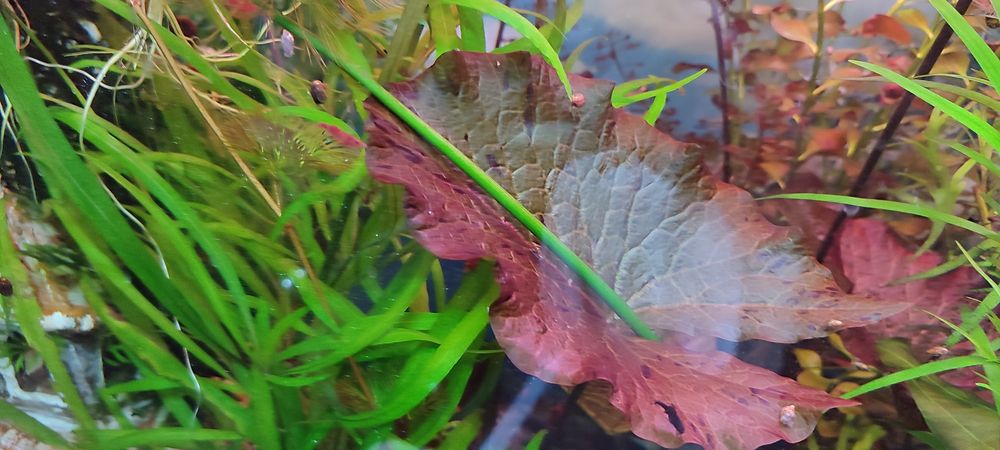 Аквариумные растения