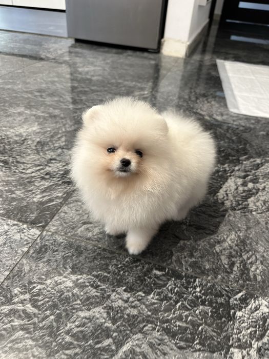 cățeluș  Pomeranian FCI