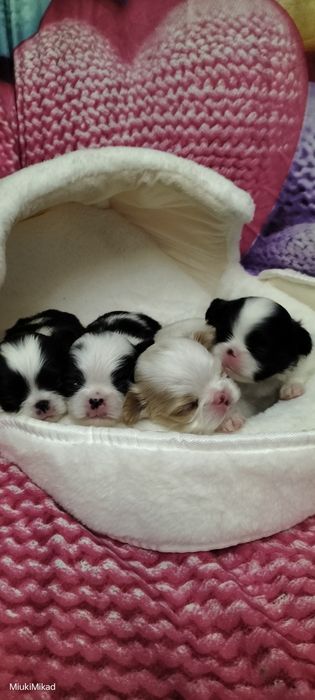 Щенки японского хина.