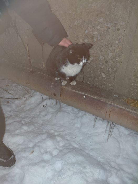 Кошечка ищет дом. Юго Восток.