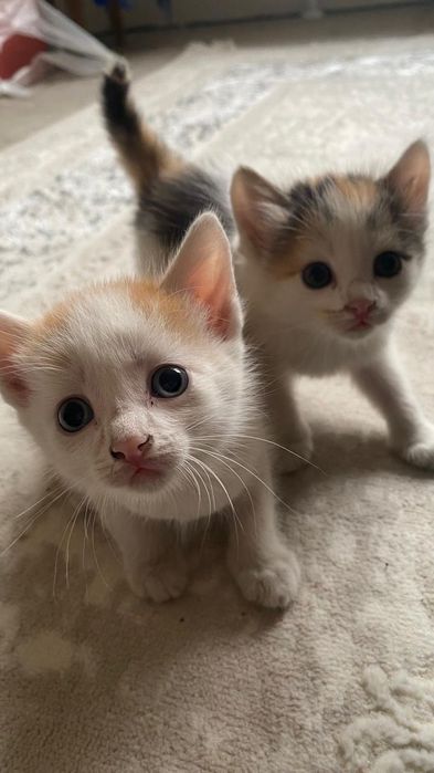 Отдаем котят в хорошие руки