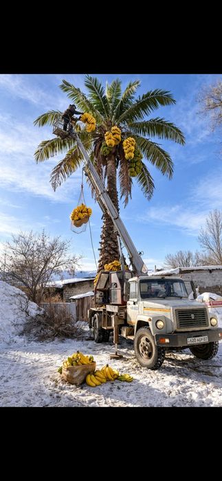 Спил деревьев в Аксае