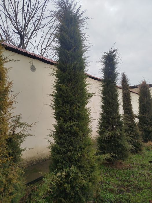 Archa 7 yillik yaxshi zor