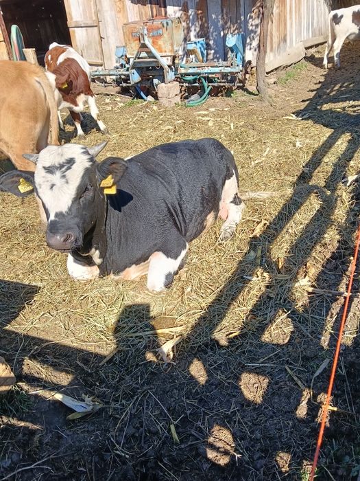 Vând vițel bălțat