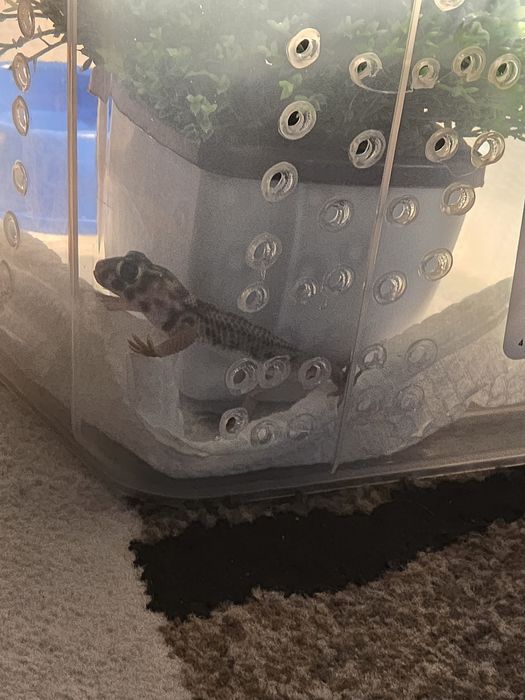 продам сцинкового геккона