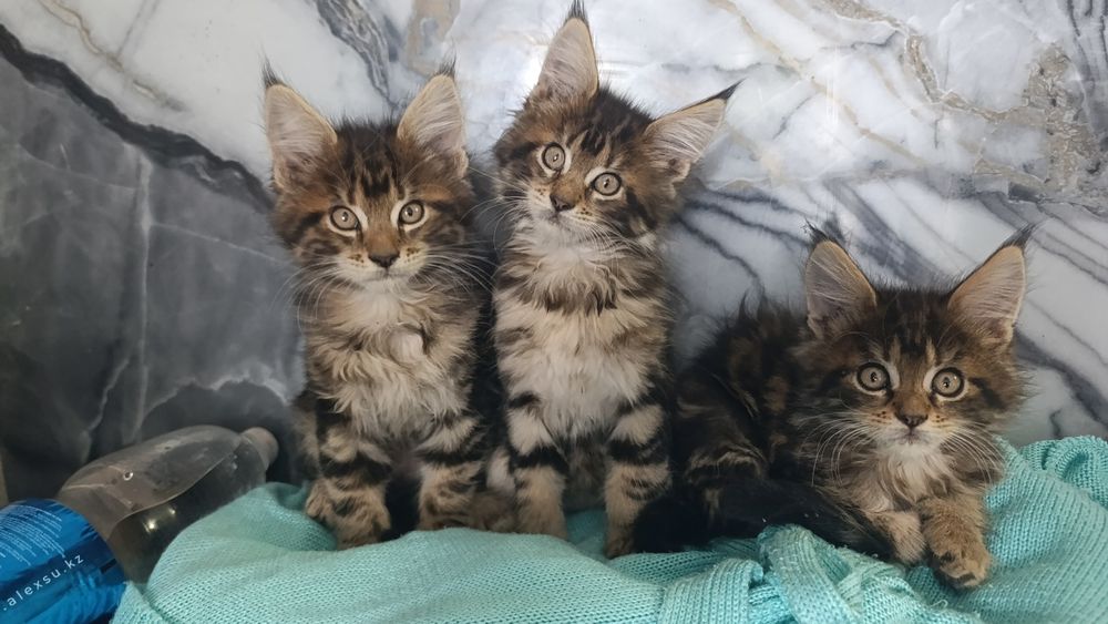 Готовы к продаже