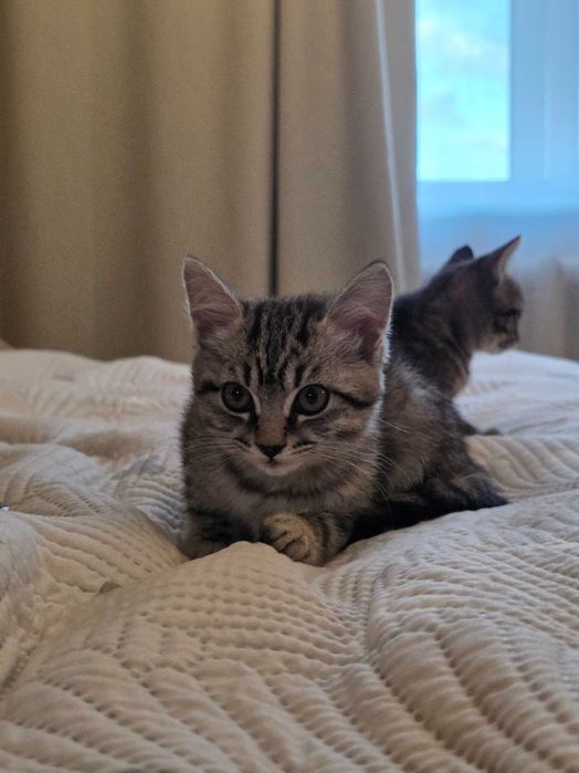 Отдам котят бесплатно