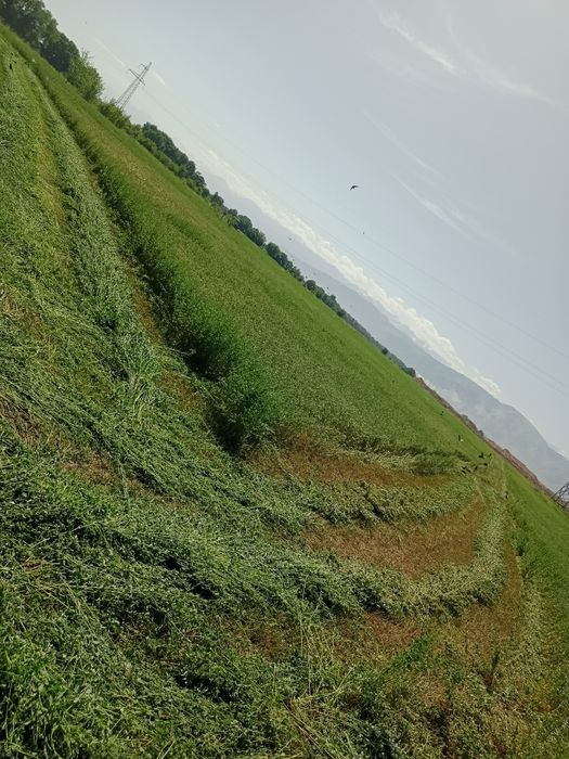 Жоңышқа бірінші шабылым