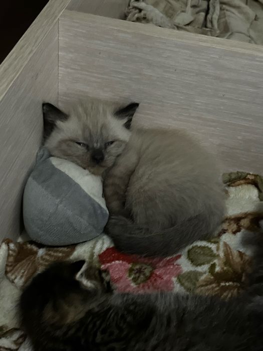 продам сиамского котенка
