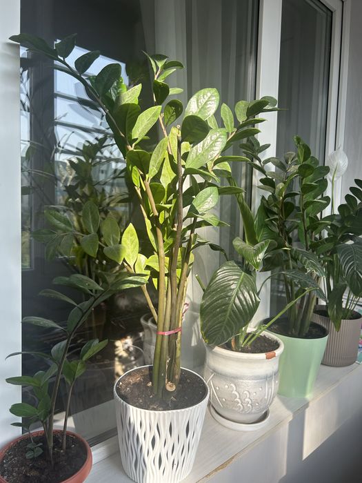 Комнатные  цветы . Ро доступным цена