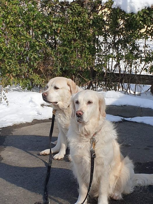 Plimbari/vizite animale de companie