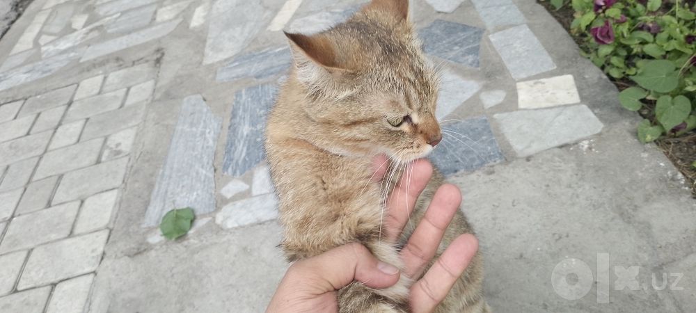 Sotiladi aqlli mushuk Yashnobod tumani faqat Juda aqlli mushuk yaxshi