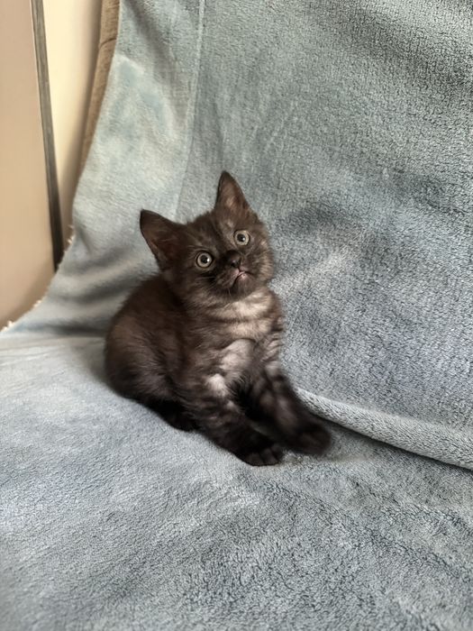 Котенок мальчик ищет любящего хозяина