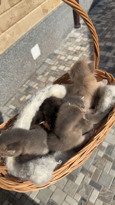 Открыт брон на котят