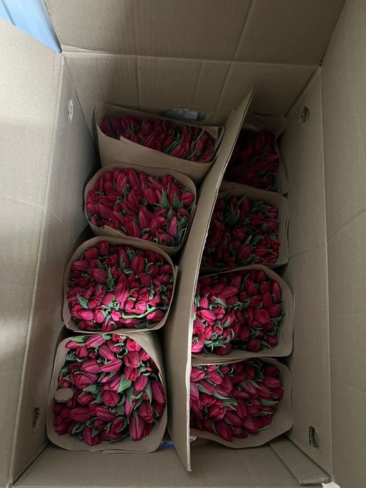 Тюльпаны Алматы низкие цены