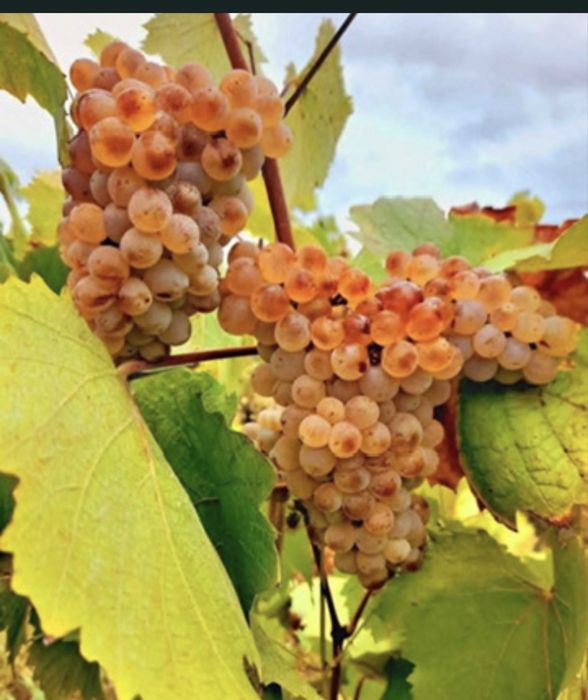 Struguri de vin feteasca regala risling aligote merlot etc