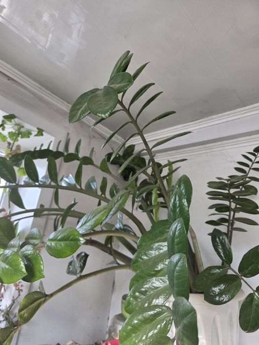 Долоровое.     дерево