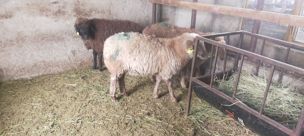 Продам тохты костраты три головы