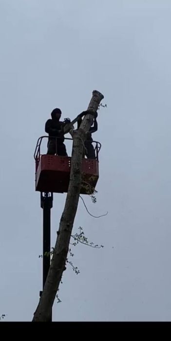 Спил деревьев . Обрезка