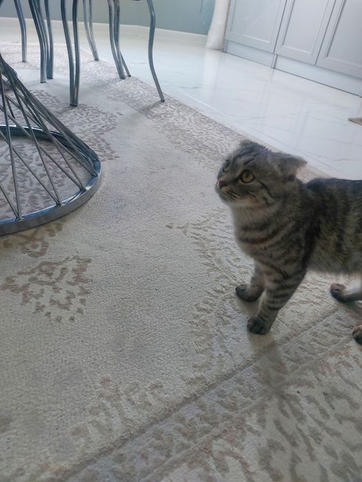 Кошка вислауха ...