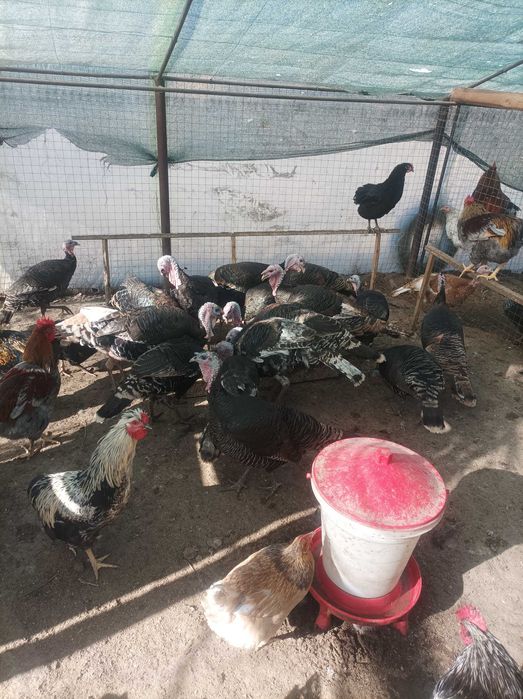 Продавам домашни пуйки.