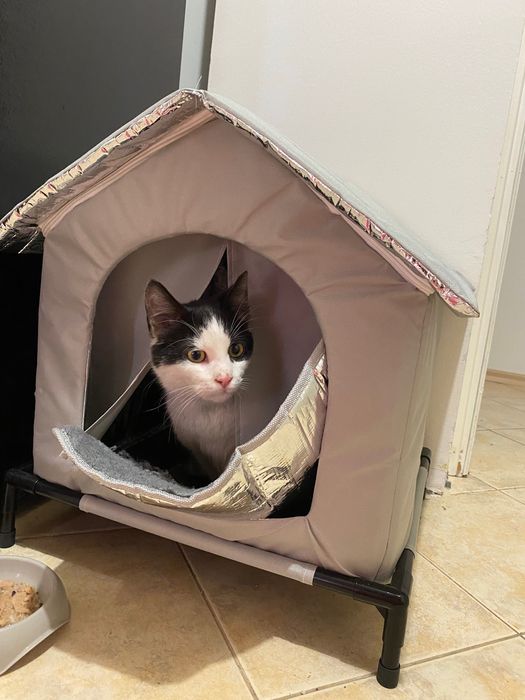 Котенце момче 6 мес