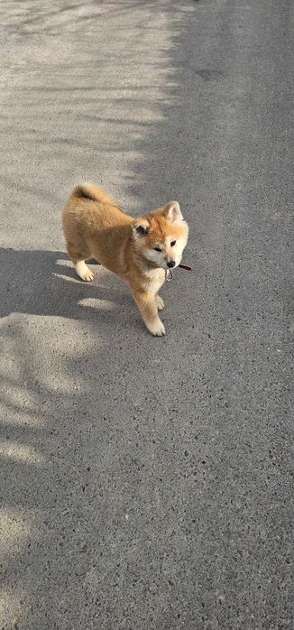 Продается Akita inu девочка