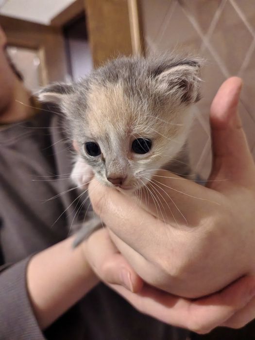 Котята в хорошие руки