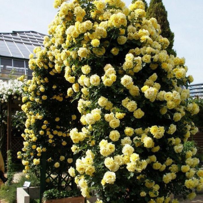 Плетистие розы сотилади