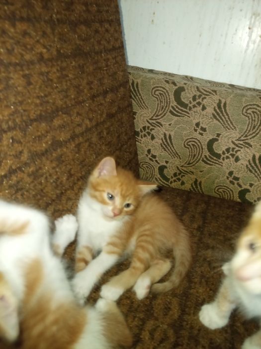 Отдам котят ,рыжие