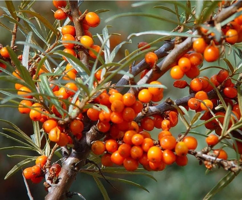 Облепиха в саксия