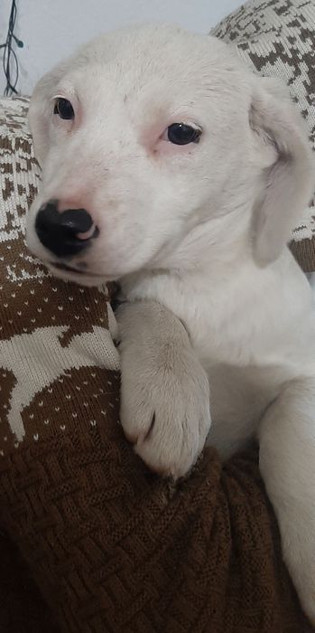 Отдам щенков только в добрые руки.