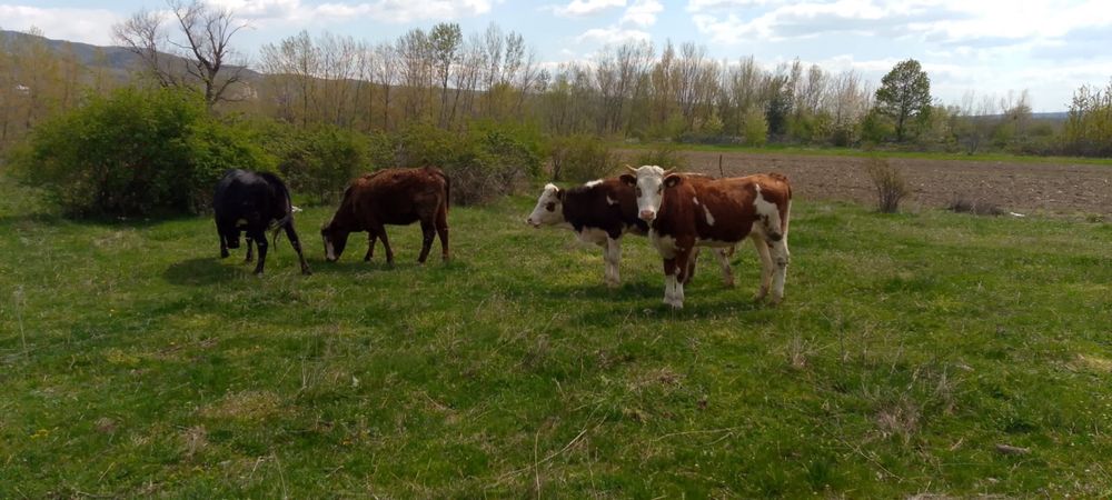 vand vaci juninci si vitele