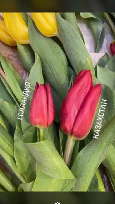 Крупный тюльпан в вашем городе самый крупный в казахстане