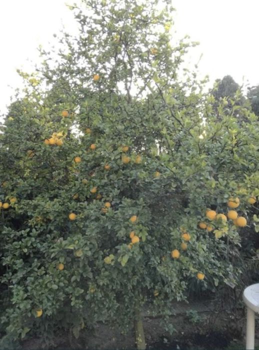 Lămâi de grădină aclimatizat