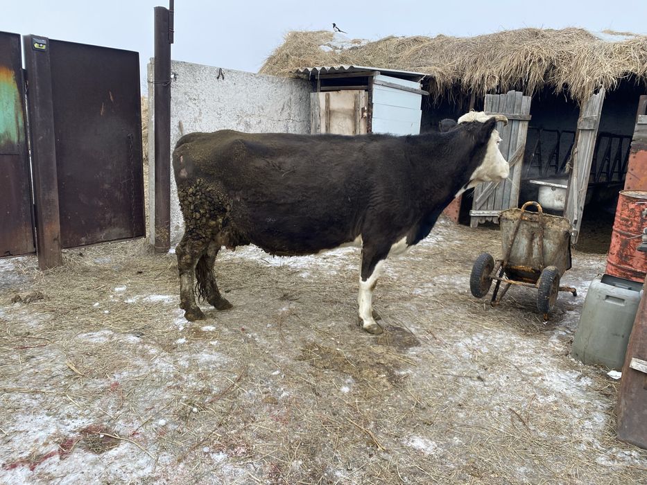 Продам корову дойную