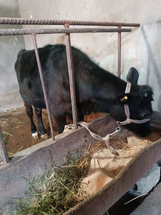 Жерсей зотли бузок сотилади!