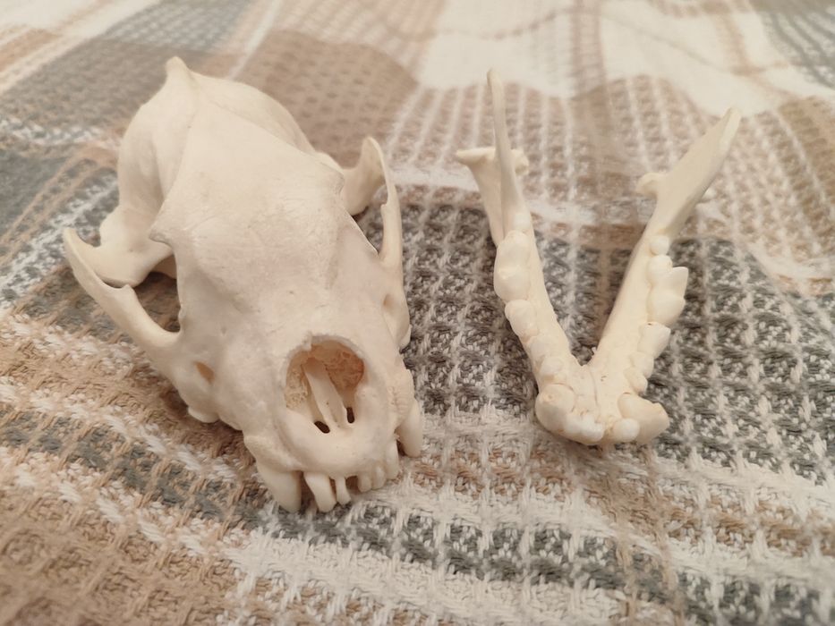 Череп росомахи (имитация)